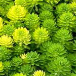 Myriophyllum aquaticum Leaf