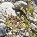 Silene ciliata Flor