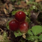 Rubus pedatus Fruit