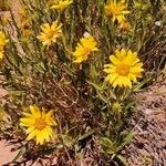 Scabrethia scabra Flower