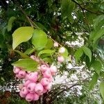 Syzygium aqueum ഫലം