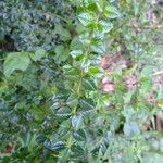 Rhaphithamnus spinosus Hoja