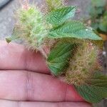 Acalypha alopecuroidea Flower