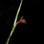 Ischnosiphon puberulus Flor