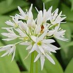 Allium ursinumफूल