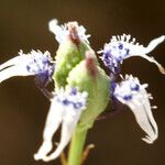 Nigella nigellastrum 花