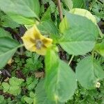 Physalis ixocarpa Flower