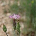 Crupina vulgaris Flor