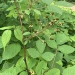 Rubus allegheniensis List