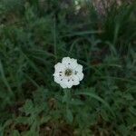 Silene uniflora Cvet