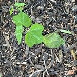 Passiflora lutea Leaf