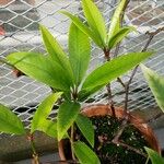 Illicium floridanum পাতা