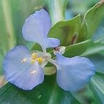 Commelina virginica Flower