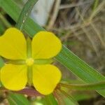 Ludwigia octovalvis Flower