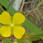 Ludwigia octovalvis फूल