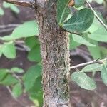 Commiphora glandulosa बार्क (छाल)