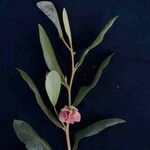 Duguetia furfuracea Virág