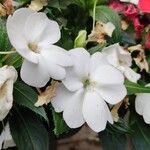 Impatiens wallerianaÇiçek