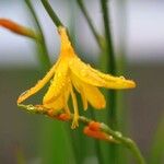 Crocosmia aurea Flor