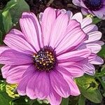 Osteospermum ecklonis Цвят