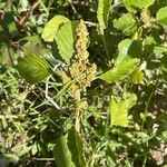 Amaranthus viridisপাতা