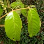 Paullinia capreolata Fuelha