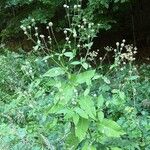 Dipsacus pilosus عادت داشتن