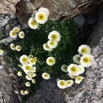 Ranunculus glacialis Blüte