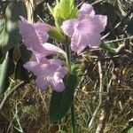 Bignonia callistegioides Virág