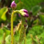 Drosera capensis Flors