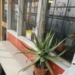 Aloe pictifolia Hàbitat