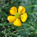 Ranunculus lanuginosusFlower