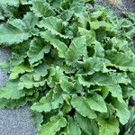 Arctium lappa موطن