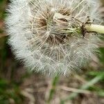 Taraxacum campylodes Плід