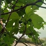 Ficus carica Fruit