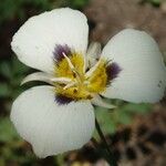 Calochortus leichtlinii Flower