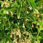 Jasminum grandiflorum 叶