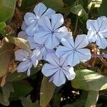 Plumbago auriculataFlor