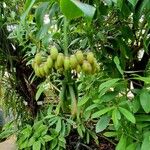 Marcgravia umbellata Fruto