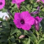 Petunia integrifolia Çiçek