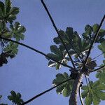 Cecropia obtusa Fuelha