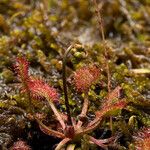 Utricularia minor Buveinė