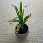 Guzmania monostachia Lapas