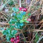 Vaccinium vitis-idaea 果實