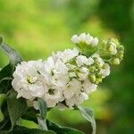 Matthiola incana Flor