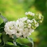 Matthiola incana Flower