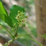 Vepris lanceolata Flower