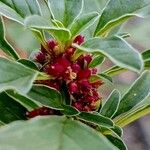 Amaranthus blitoides Blodyn