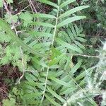 Valeriana officinalis পাতা