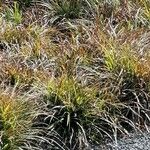 Carex sempervirens Blad